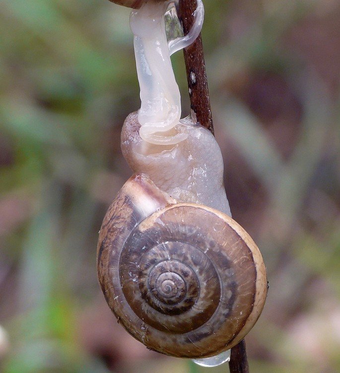 Accoppiamento di Monacha parumcincta